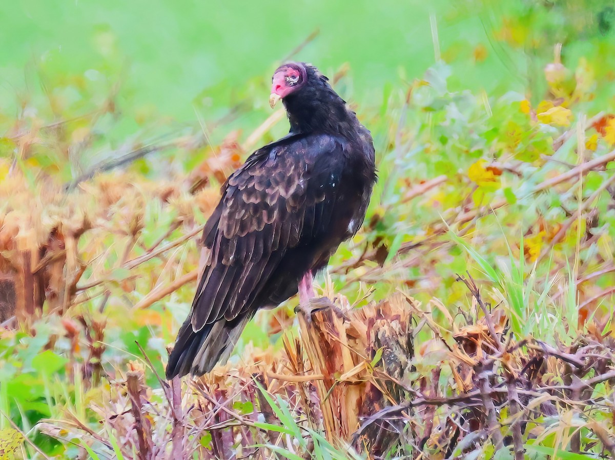 Turkey Vulture - Eric Patry