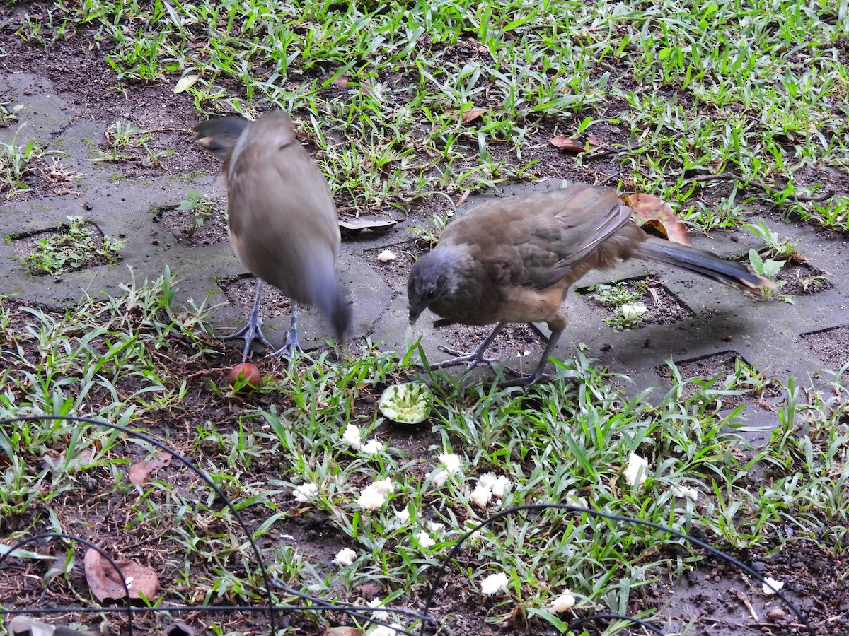 Plain Chachalaca - ML623580302