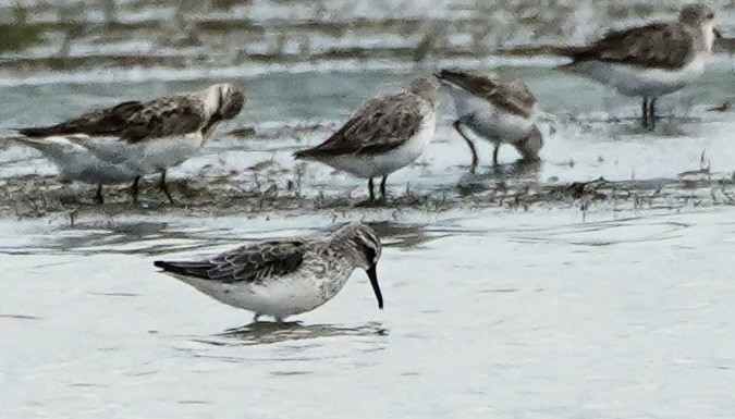 Broad-billed Sandpiper - ML623580317