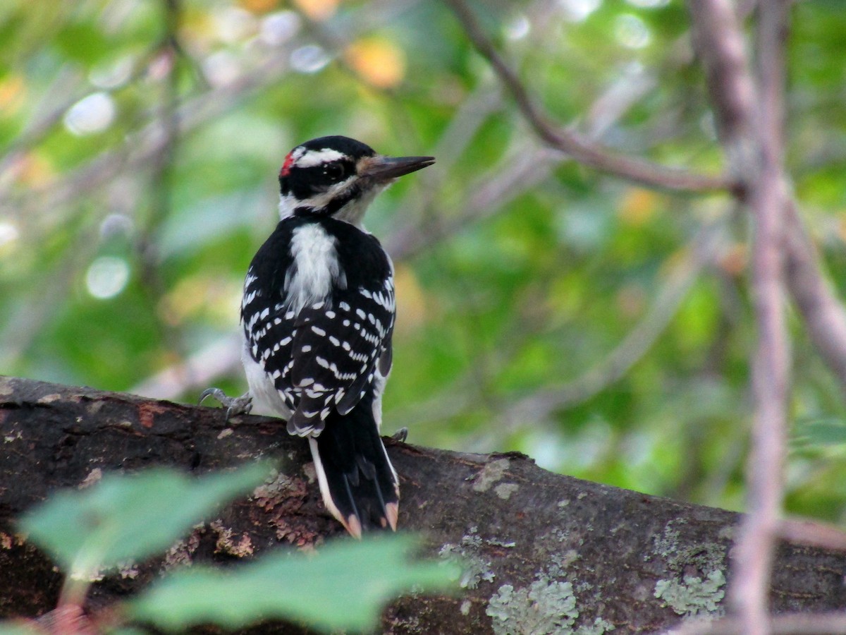 Hairy Woodpecker - ML623580325