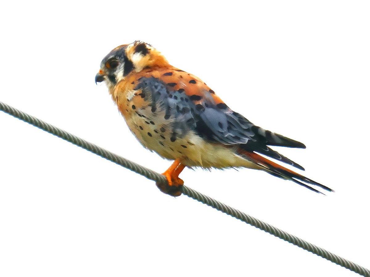 American Kestrel - Eric Patry