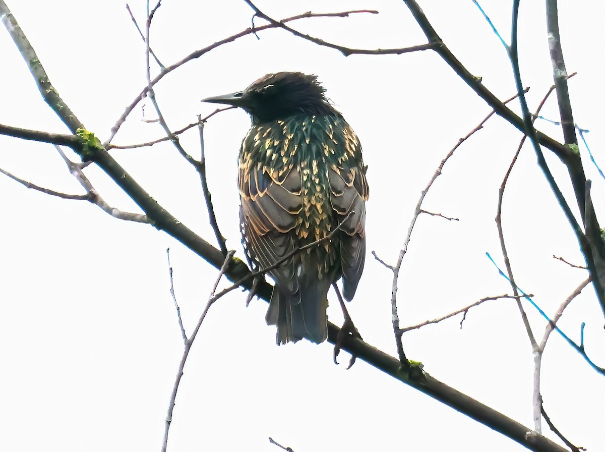 American Robin - ML623580388