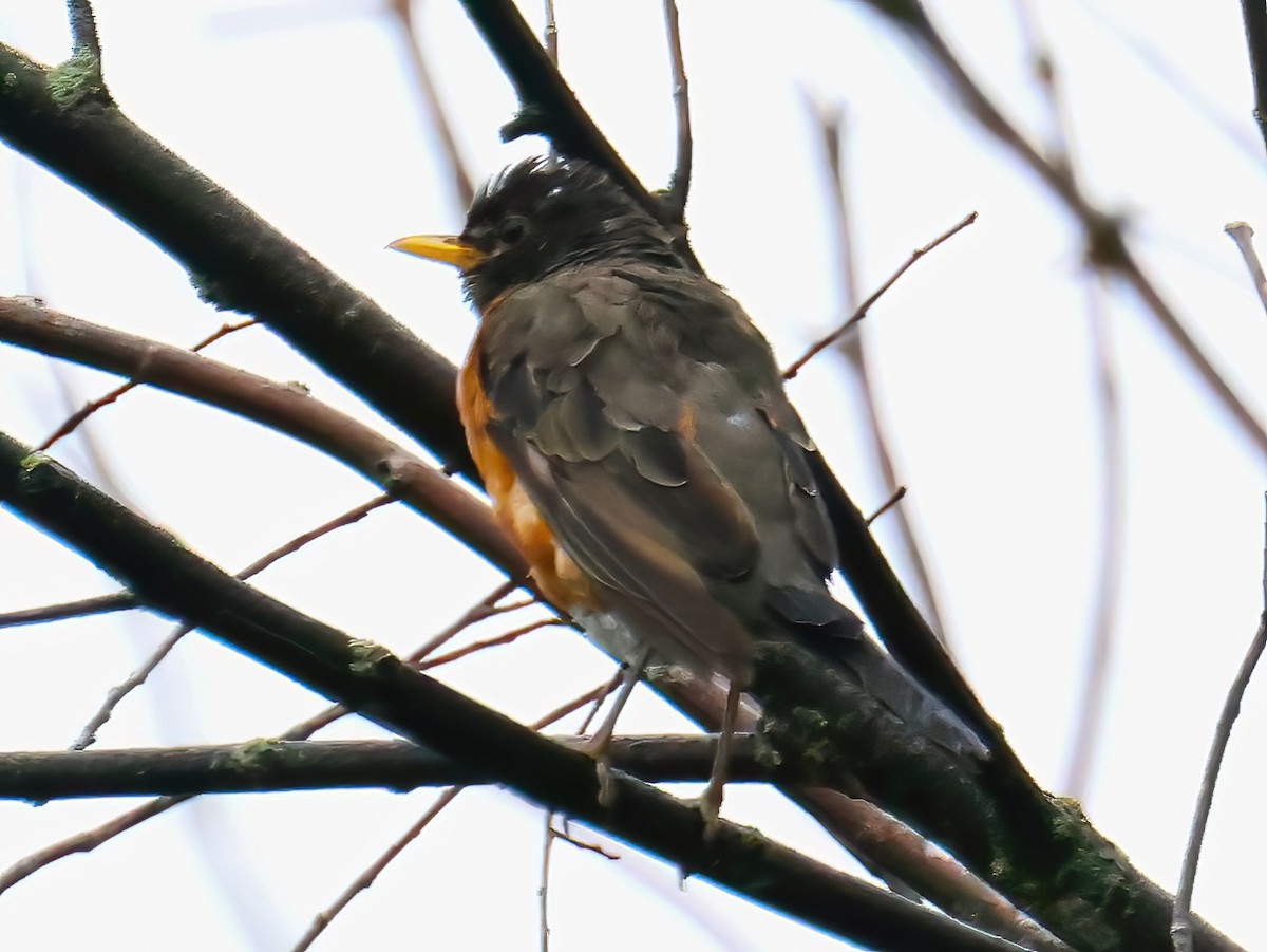 American Robin - ML623580389