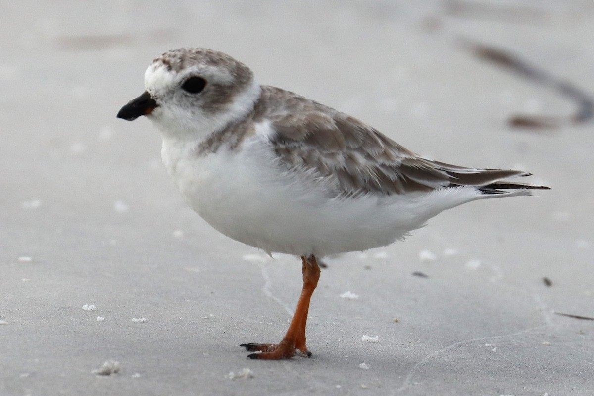 Piping Plover - Robert Stewart