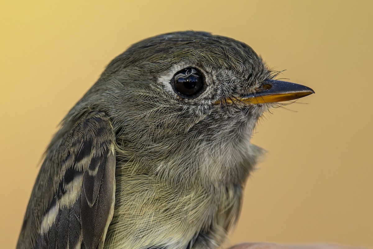 Hammond's Flycatcher - ML623580555