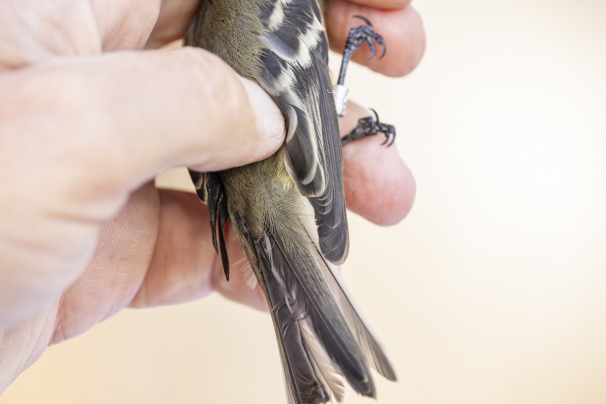 Hammond's Flycatcher - ML623580564