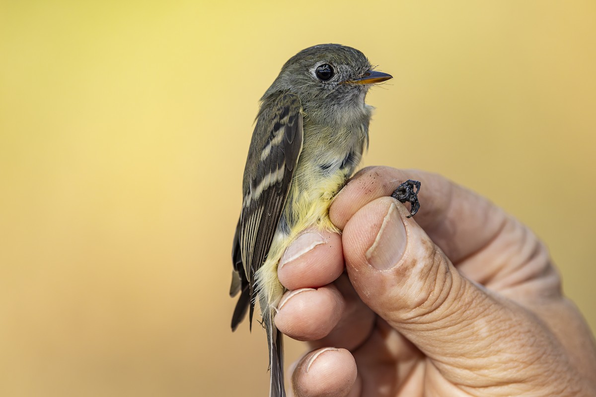 Hammond's Flycatcher - ML623580572