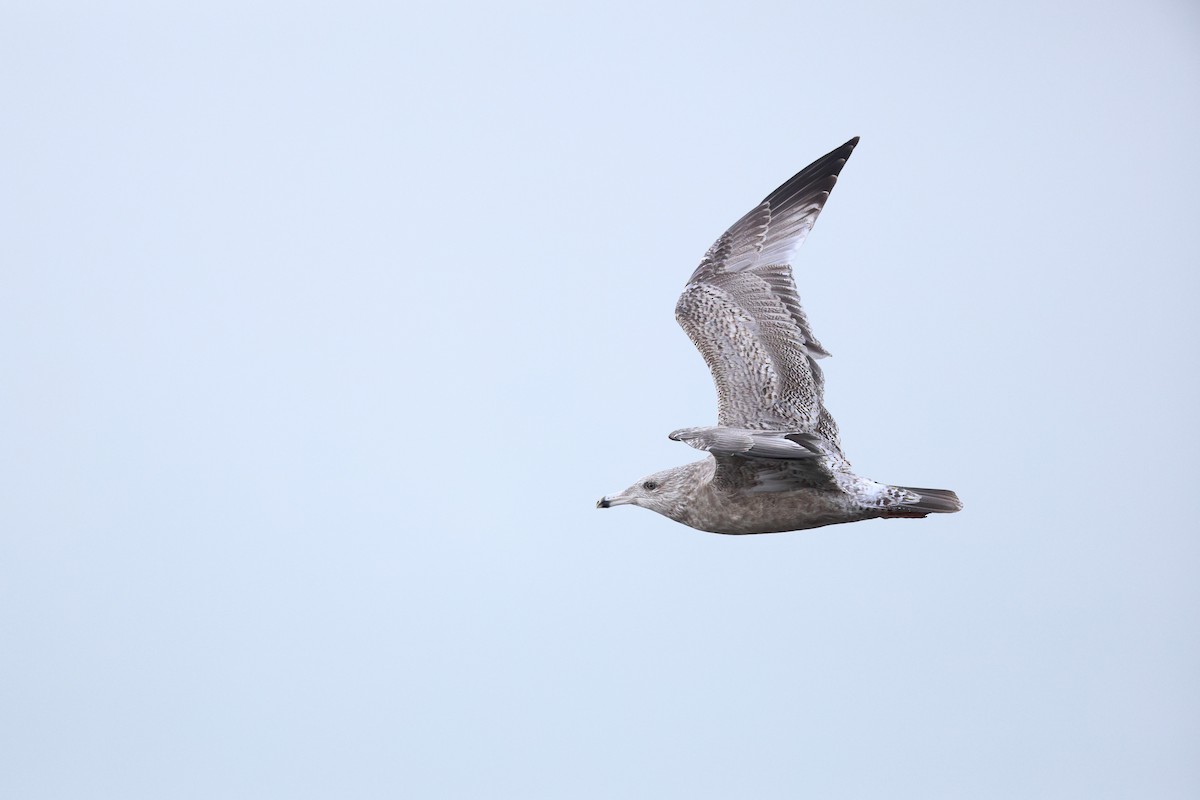 Herring Gull (American) - ML623580619