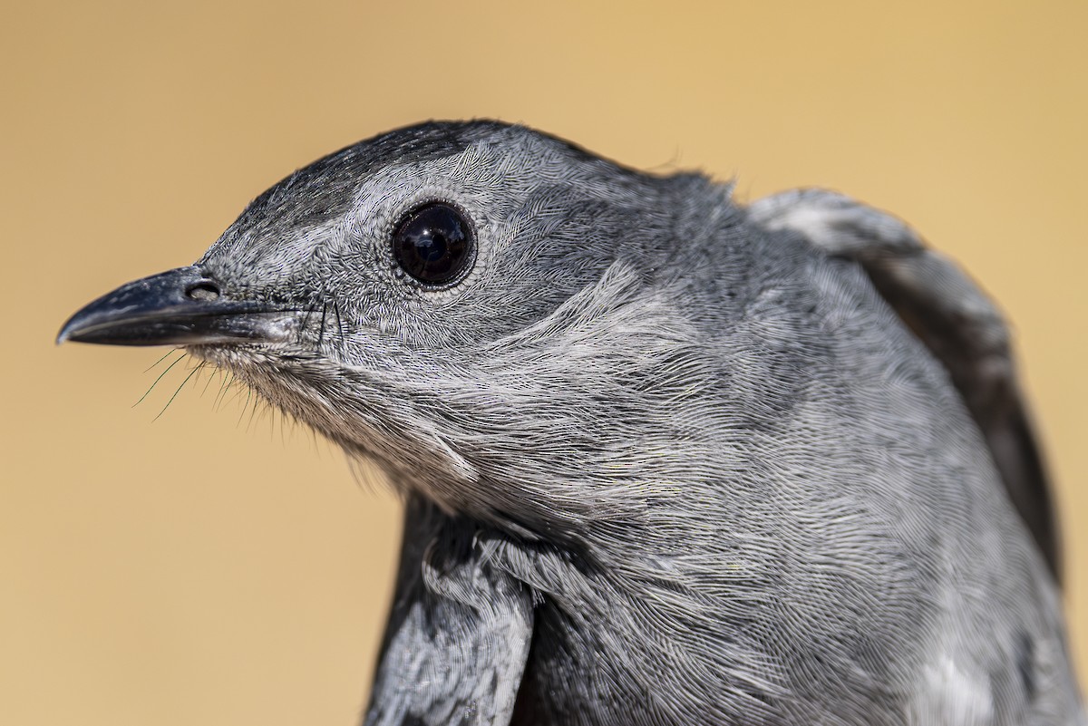 Gray Catbird - ML623580621