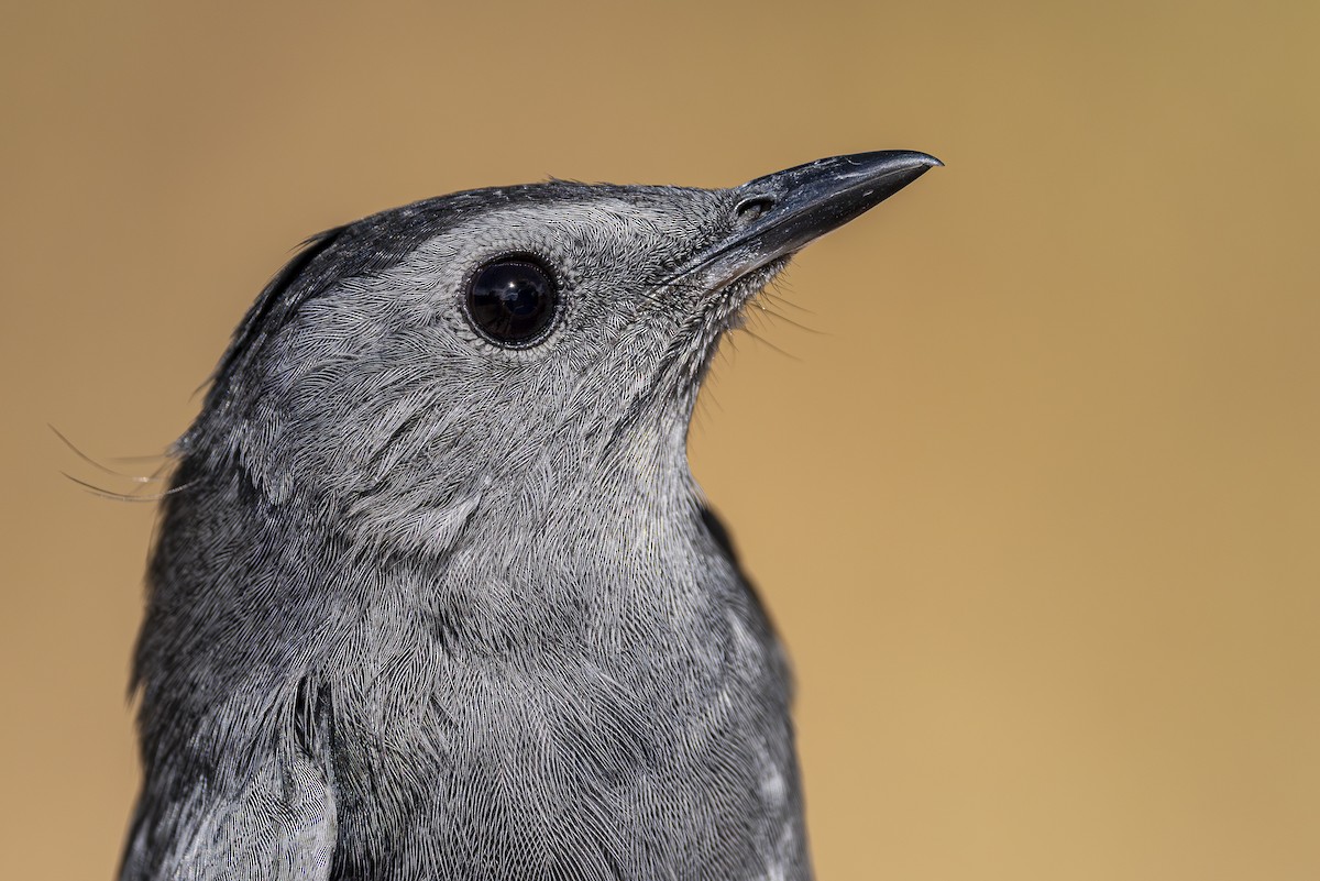 Gray Catbird - ML623580622