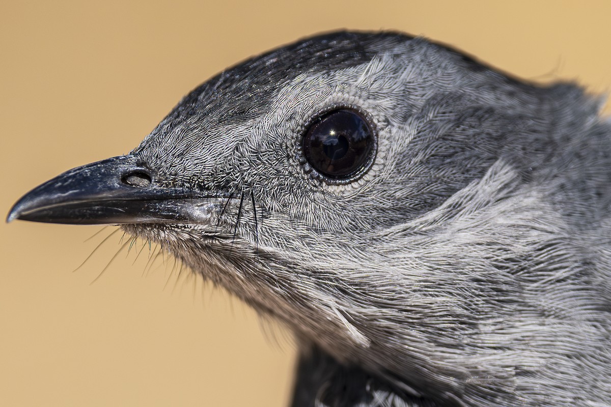 Gray Catbird - Jef Blake