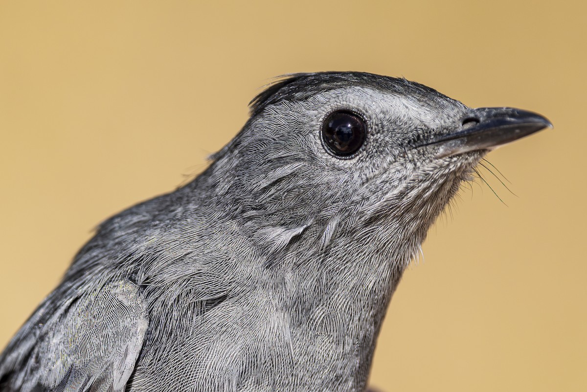 Gray Catbird - Jef Blake