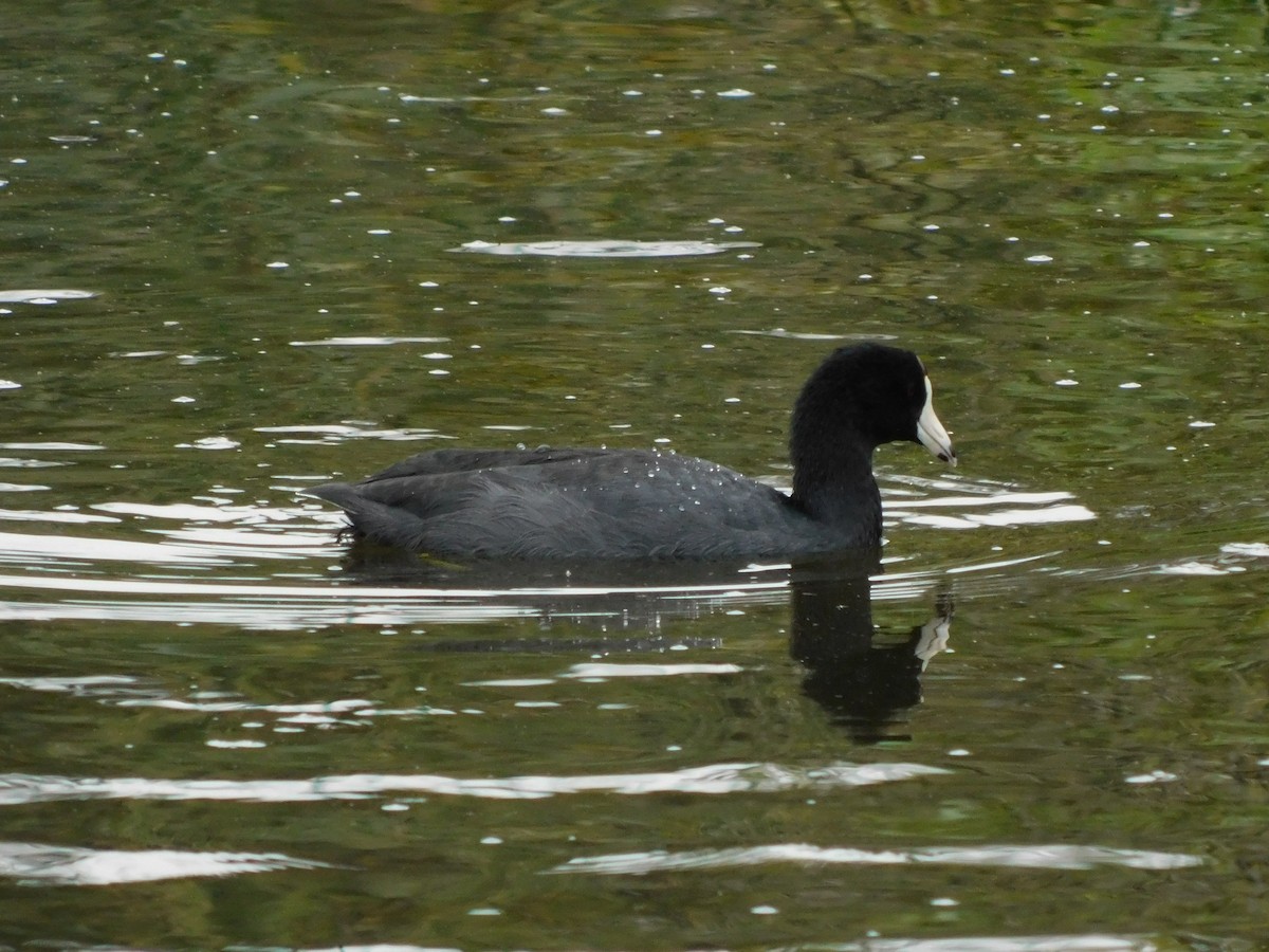 American Coot (Red-shielded) - Ross Rabkin