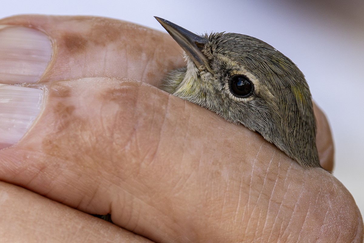 Orange-crowned Warbler - ML623580679