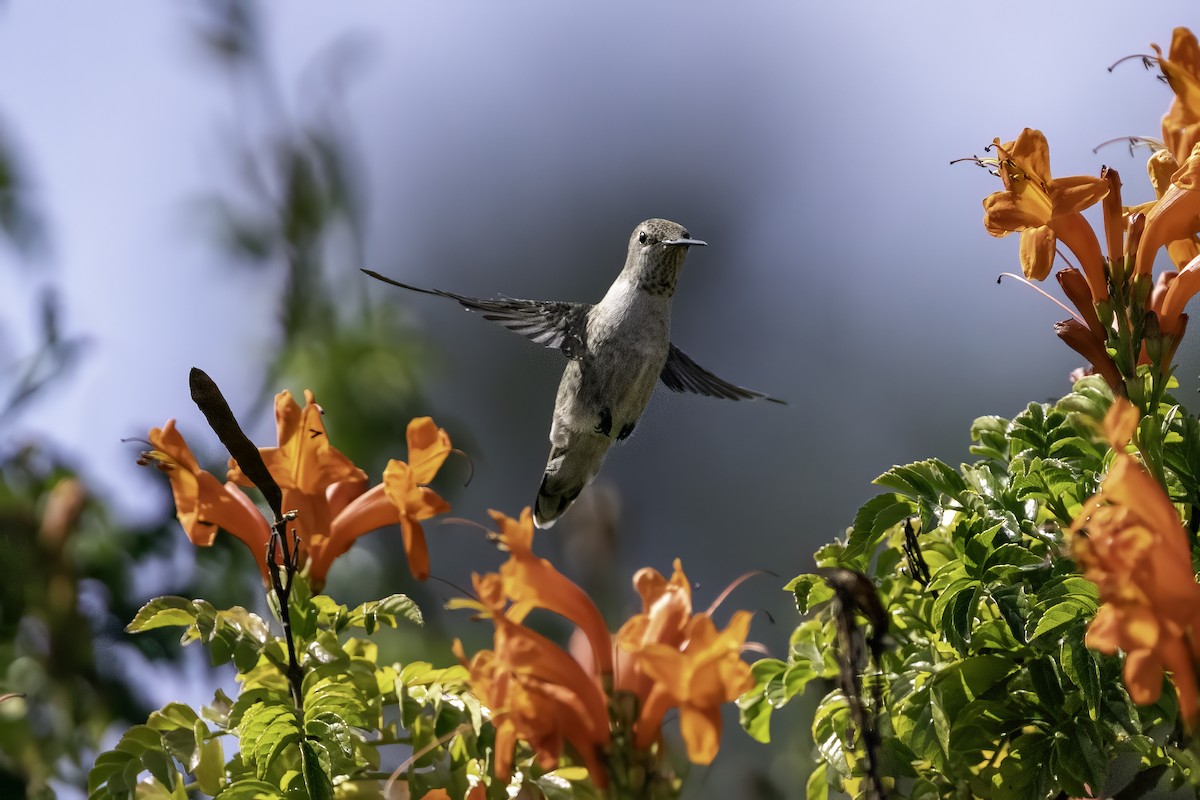 Anna's Hummingbird - ML623580706