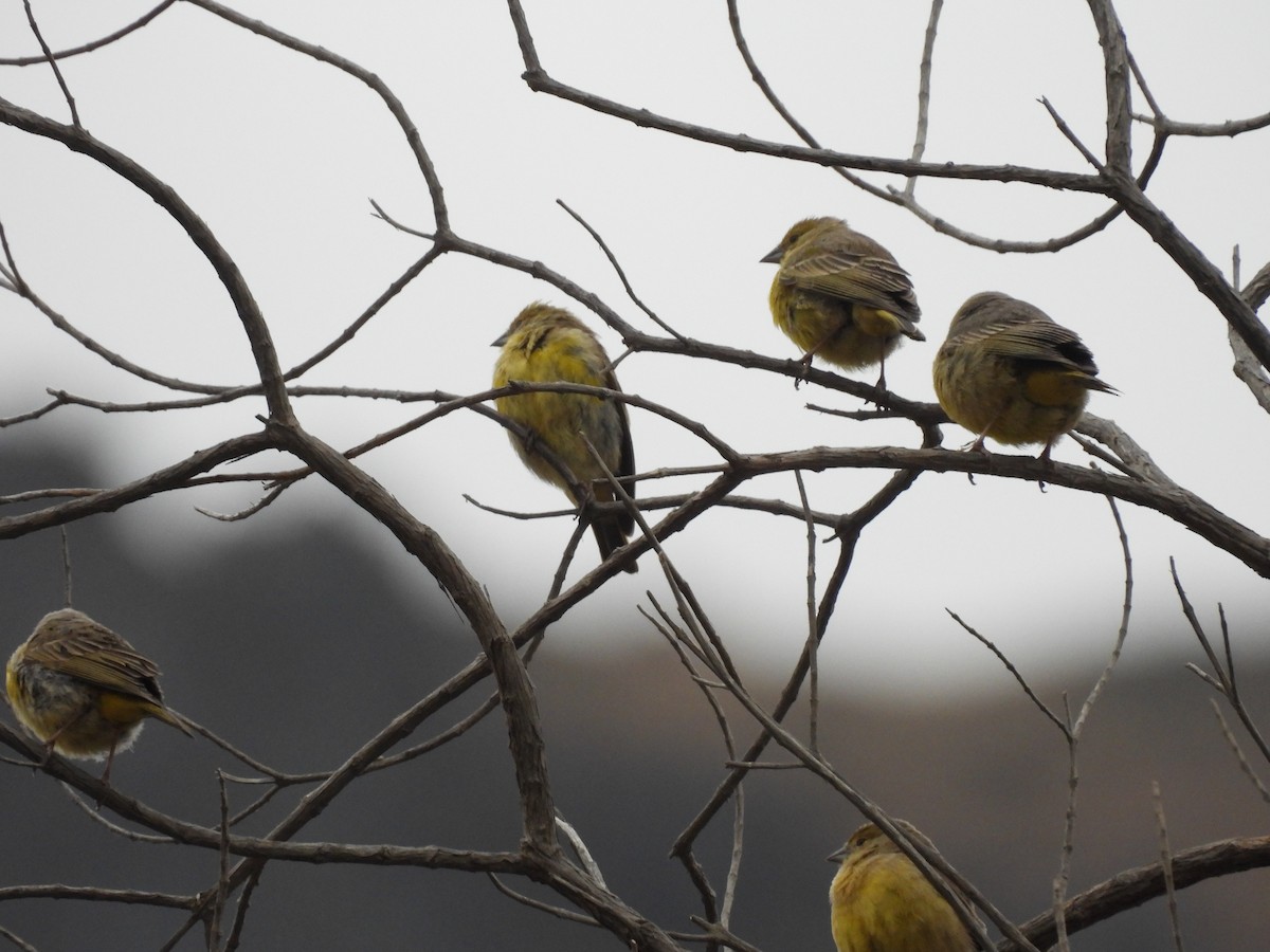 Greenish Yellow-Finch - Bev Agler