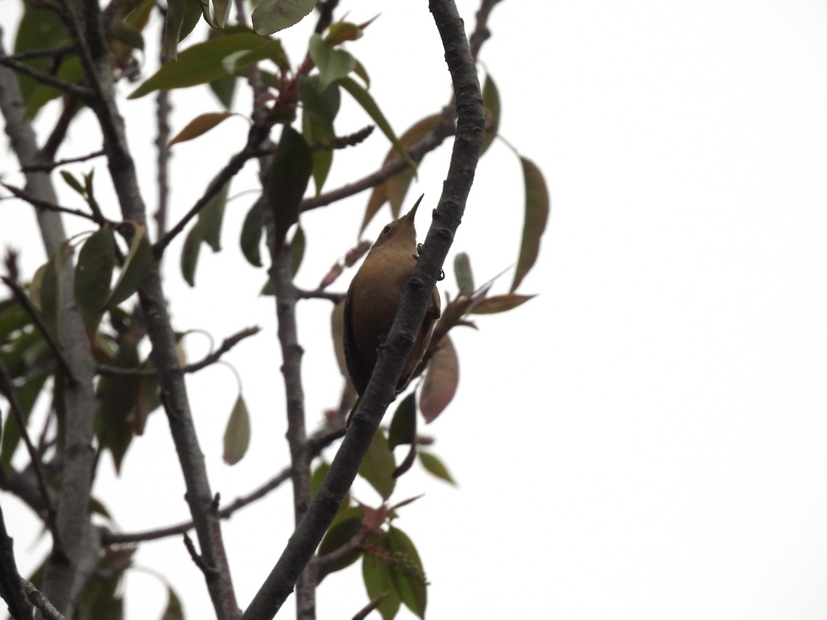 House Wren (Southern) - ML623580737