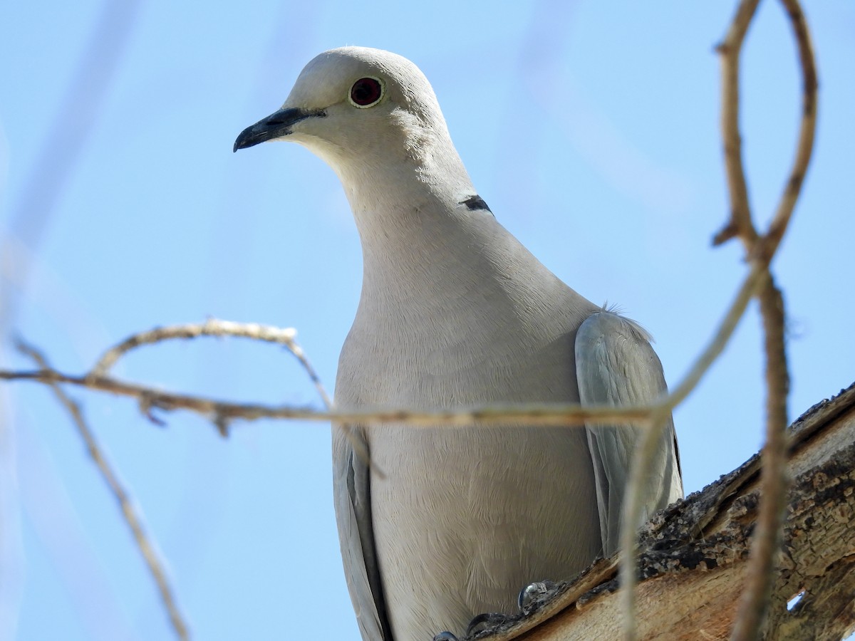 Eurasian Collared-Dove - ML623580751