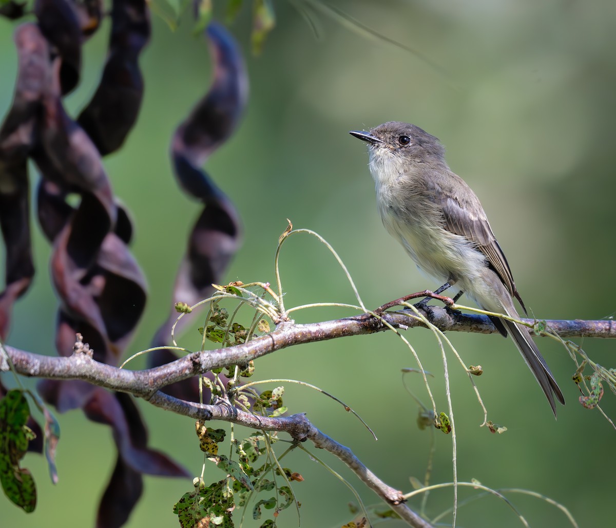 Eastern Phoebe - ML623580757