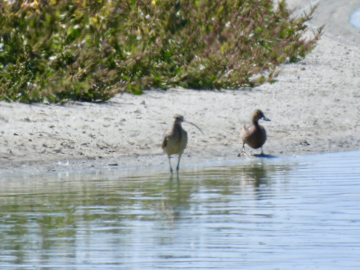 Long-billed Curlew - ML623580758