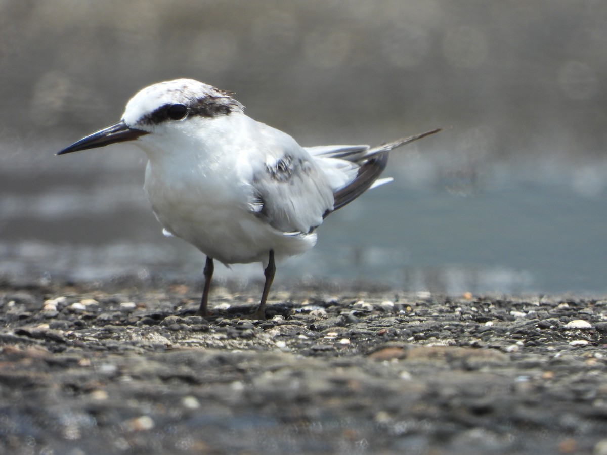 Saunders's Tern - ML623580791