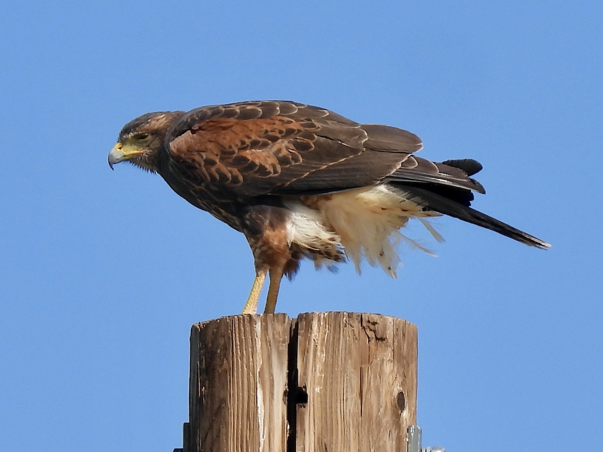 Harris's Hawk - ML623580798