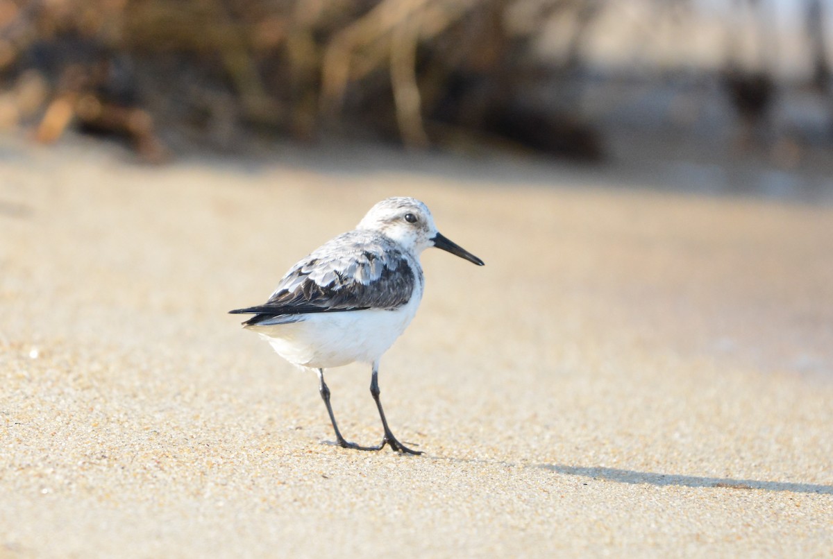 Bécasseau sanderling - ML623580864