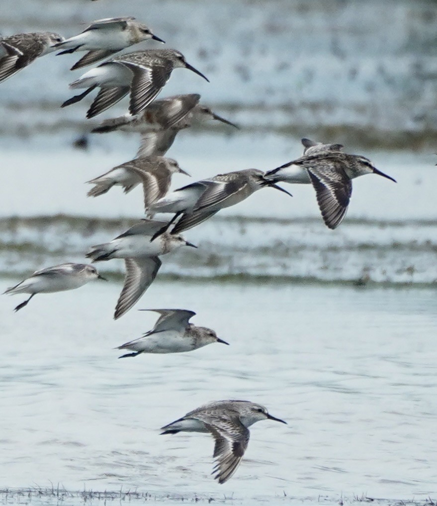 Broad-billed Sandpiper - ML623580906