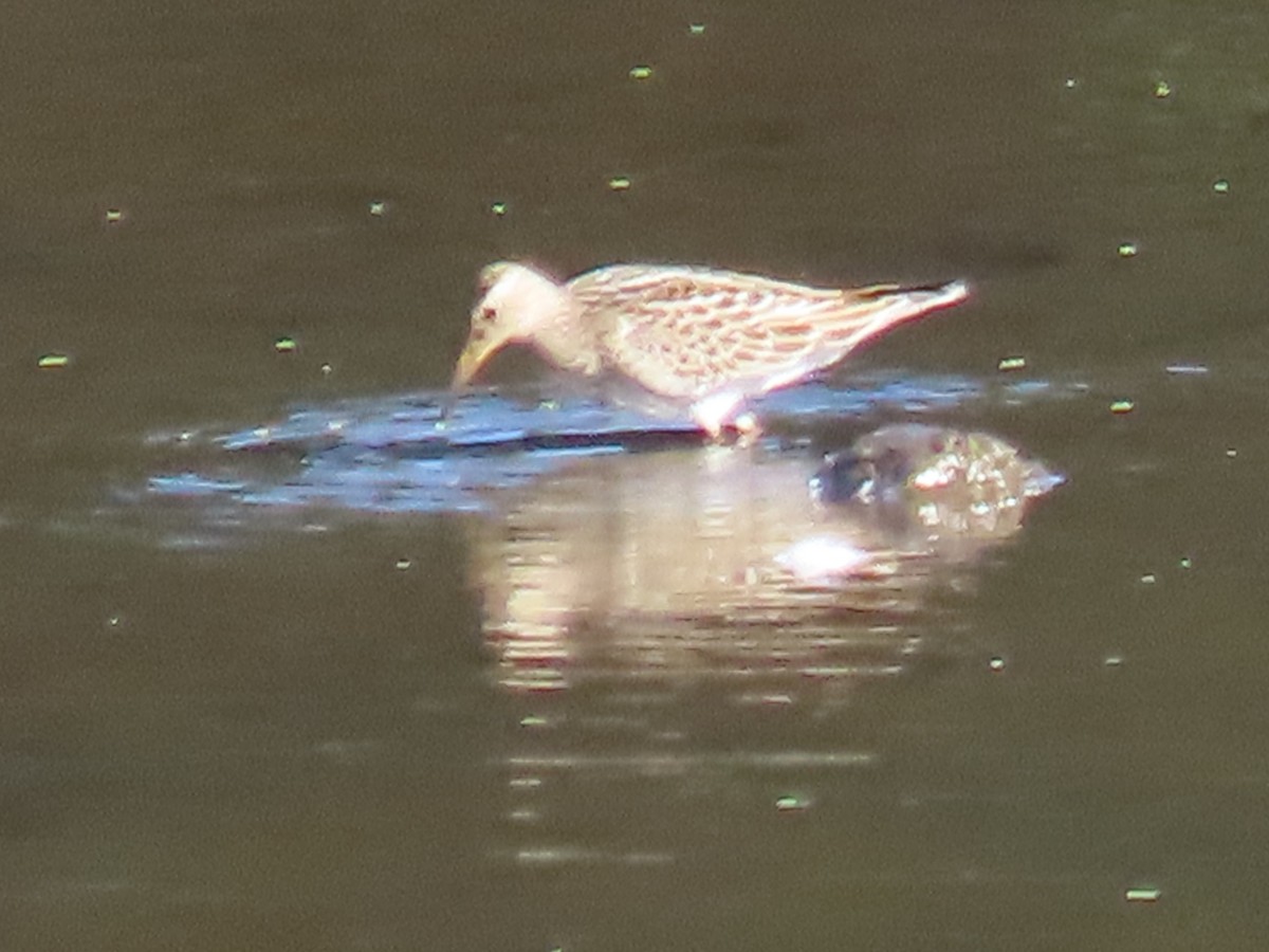 Pectoral Sandpiper - Kristin Mylecraine