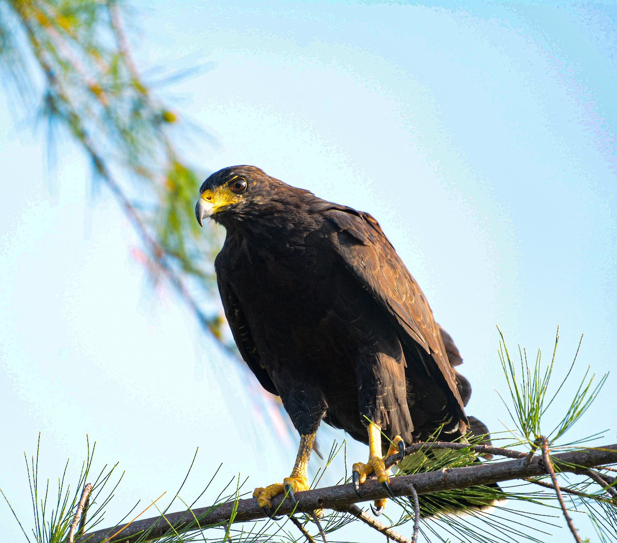 Common Black Hawk - ML623580957