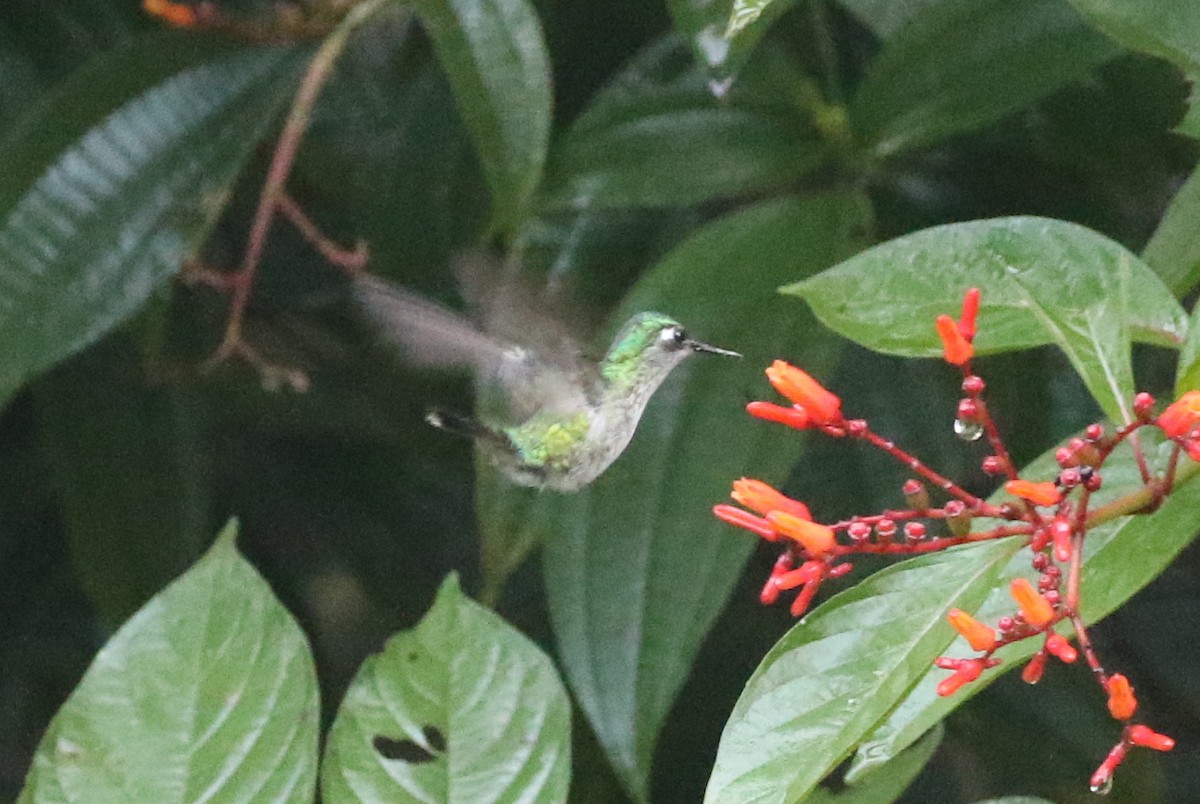 Colibrí Cabeciazul - ML623581021