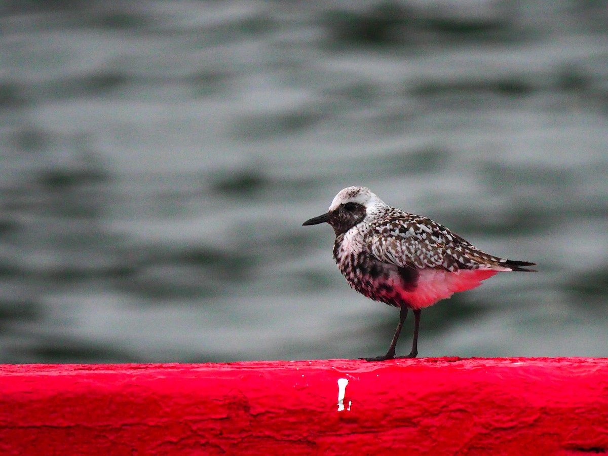 Black-bellied Plover - Sergey Buben