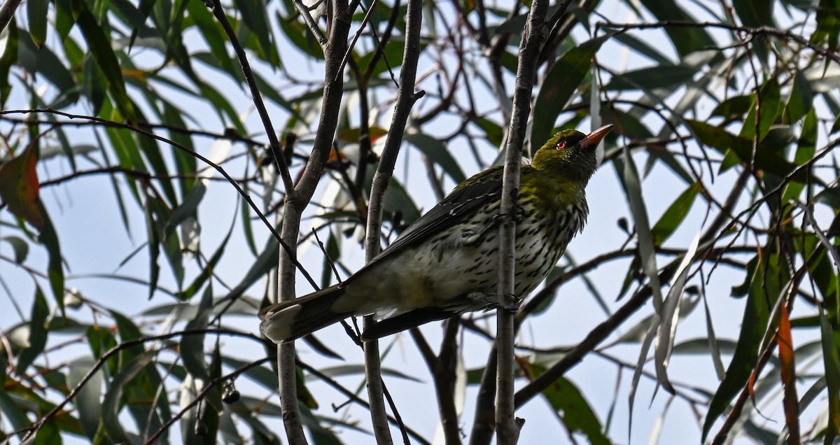 Olive-backed Oriole - ML623581046