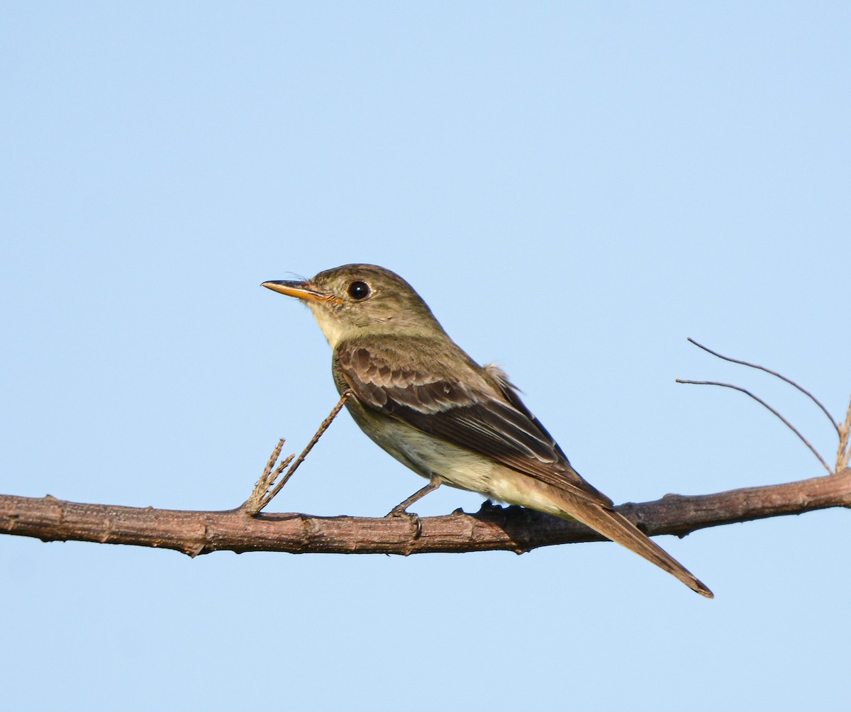 Eastern Wood-Pewee - ML623581097