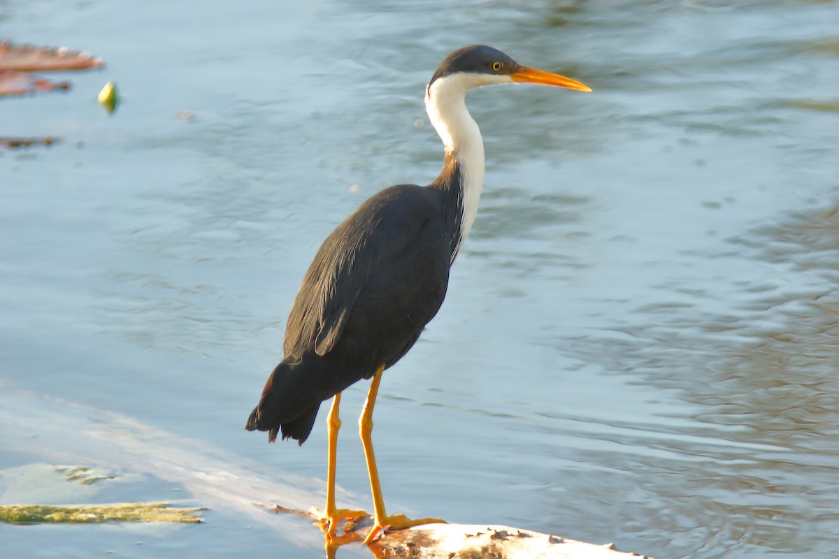 Pied Heron - ML623581120