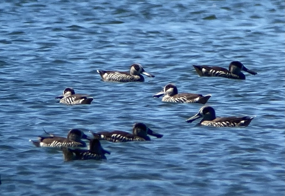 Pink-eared Duck - ML623581124