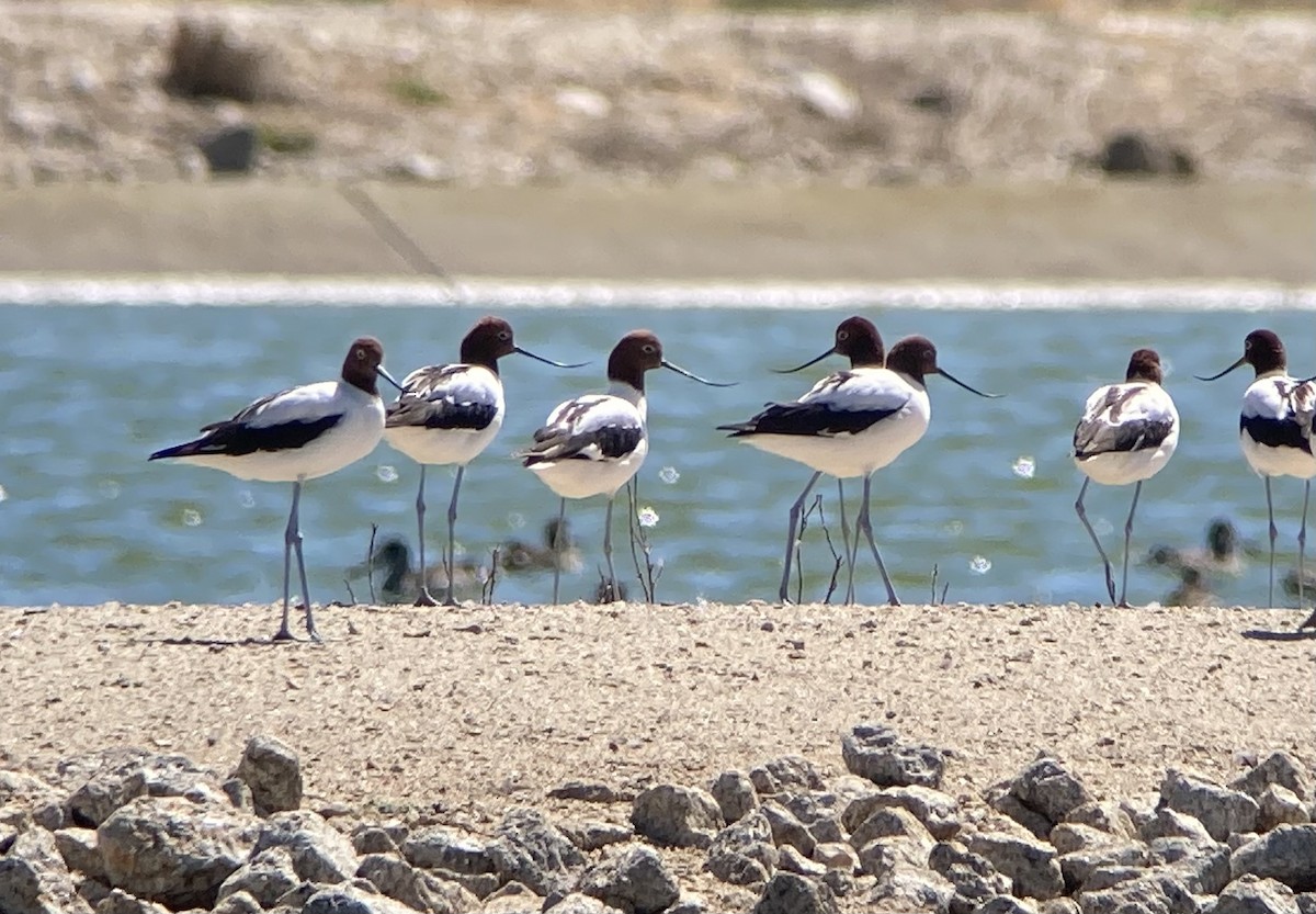 Red-necked Avocet - ML623581161