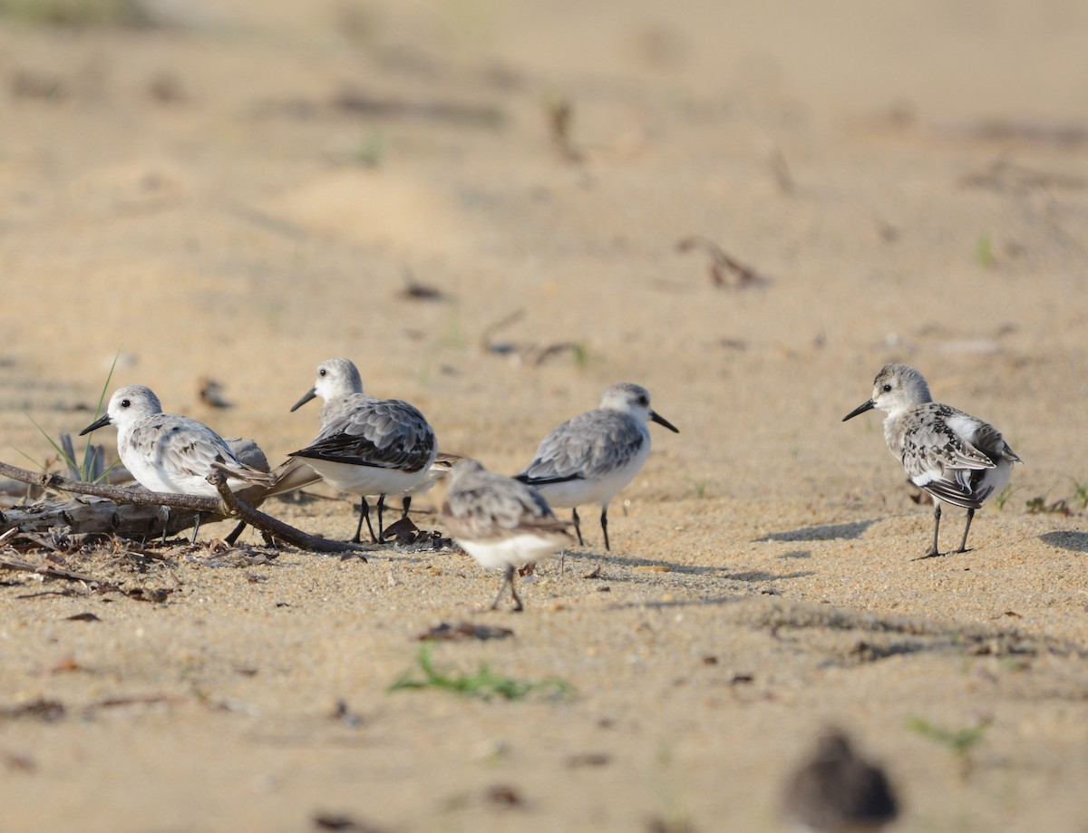 Bécasseau sanderling - ML623581213