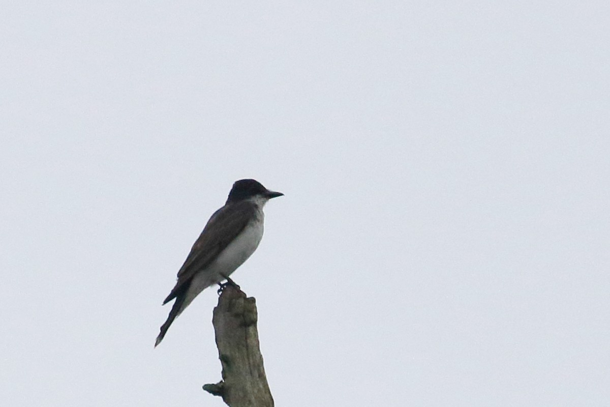 Eastern Kingbird - ML623581257