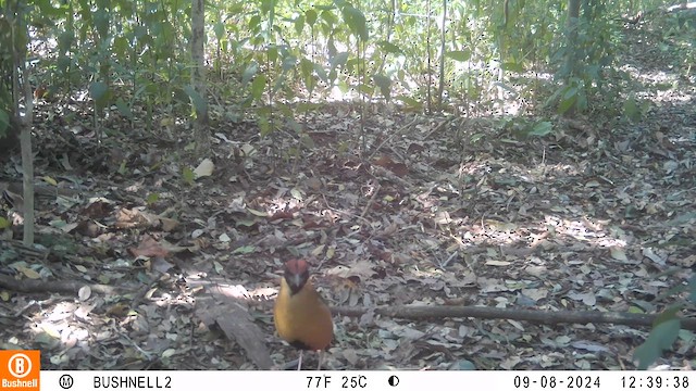 Noisy Pitta - ML623581287