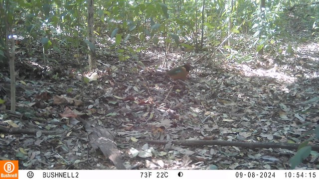 Noisy Pitta - ML623581288
