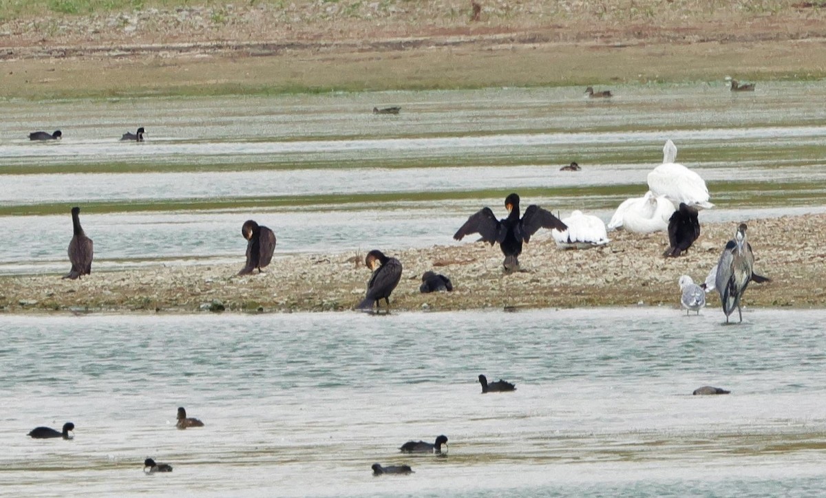 Double-crested Cormorant - ML623581293