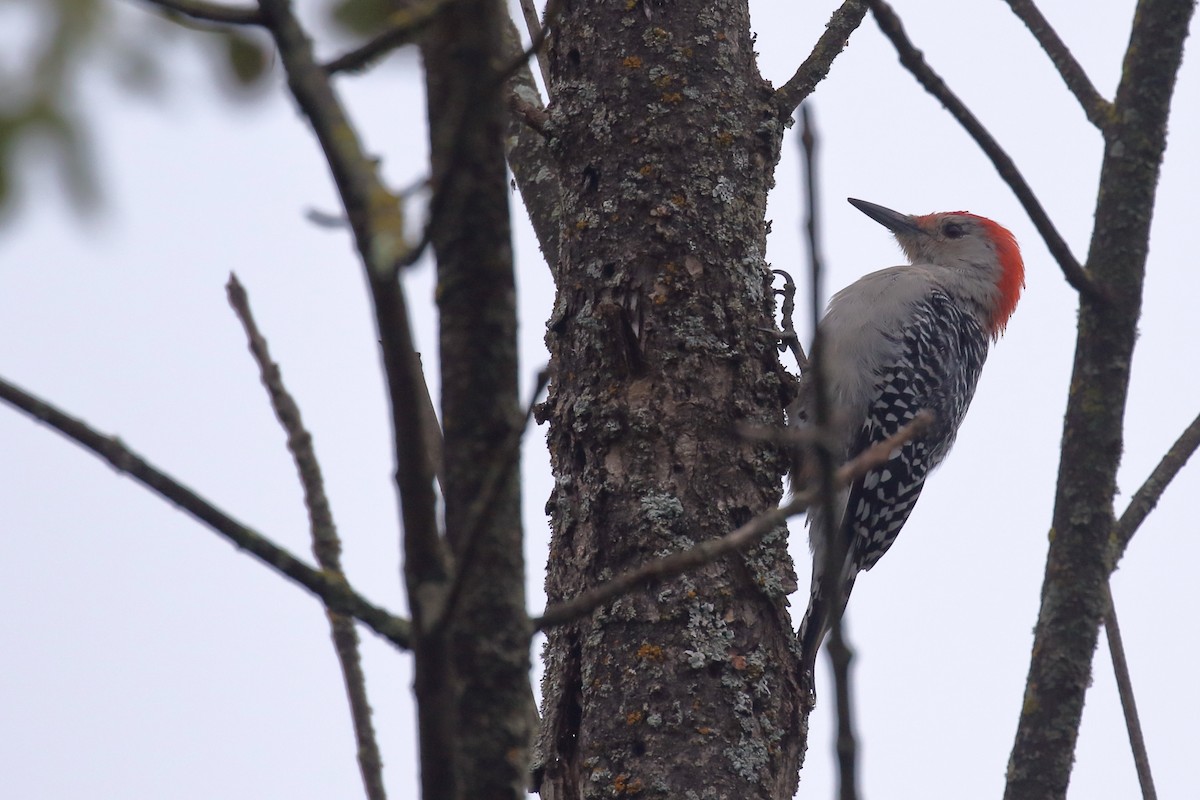 Red-bellied Woodpecker - ML623581303