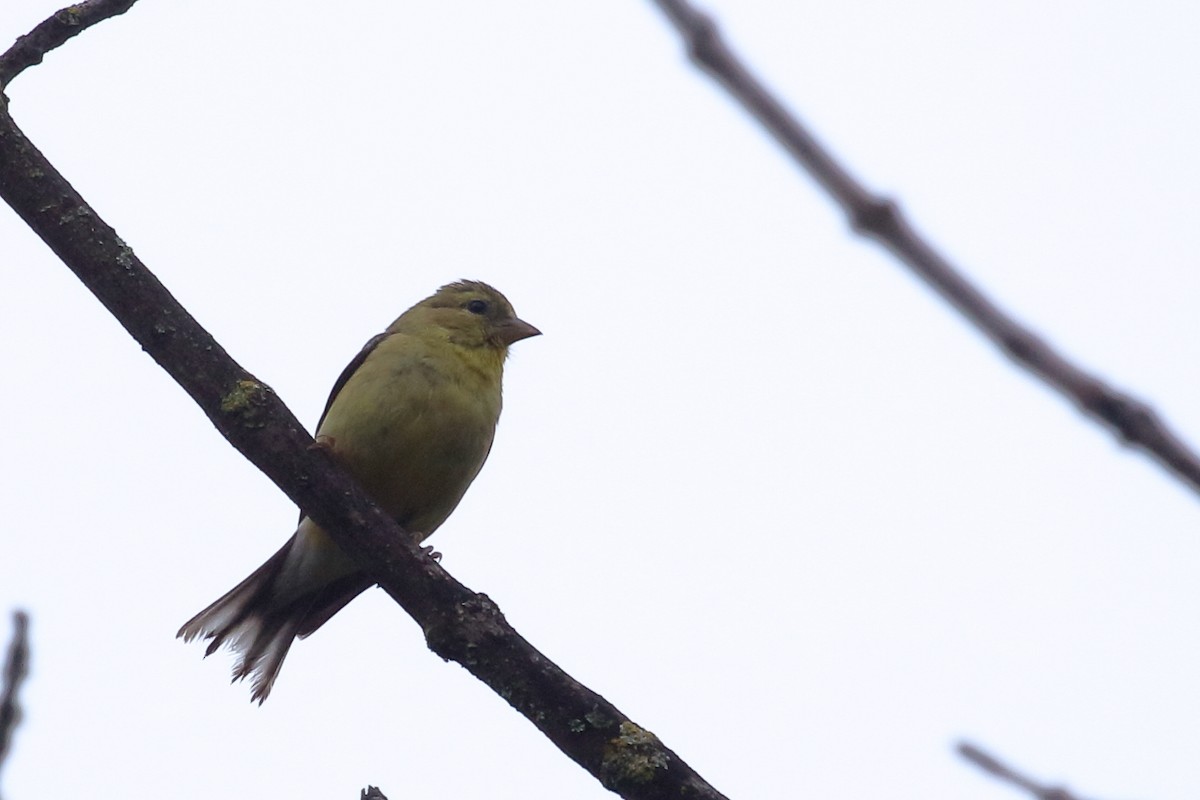 American Goldfinch - ML623581308