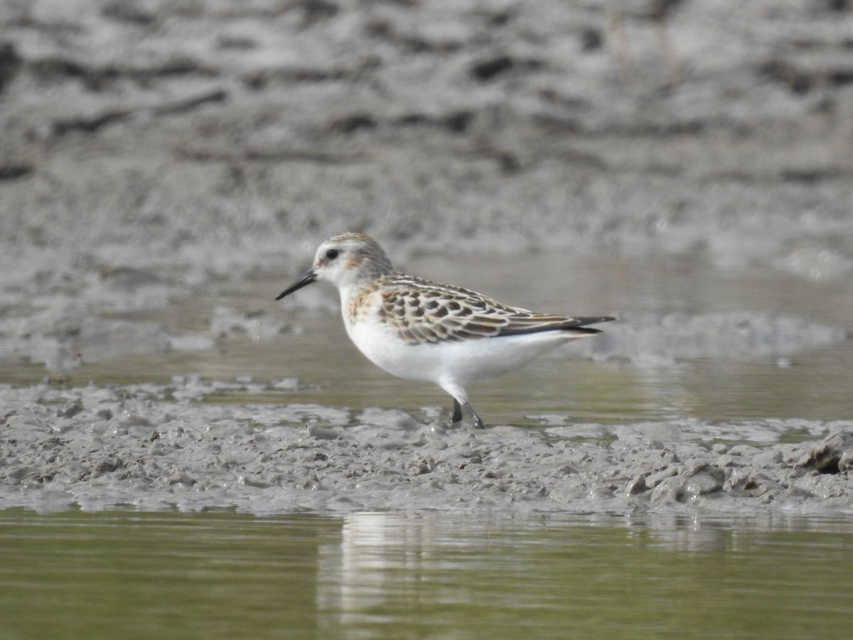 小濱鷸 - ML623581318