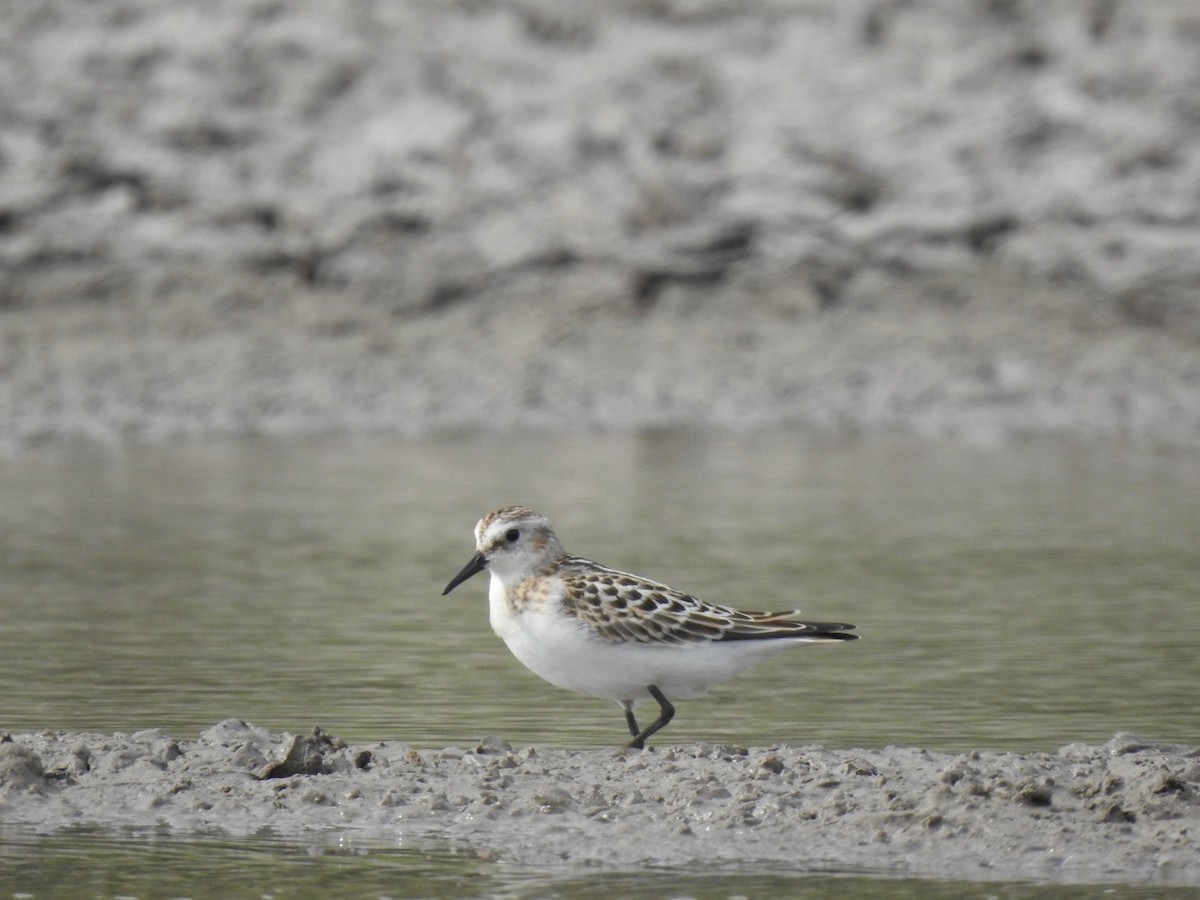 小濱鷸 - ML623581319