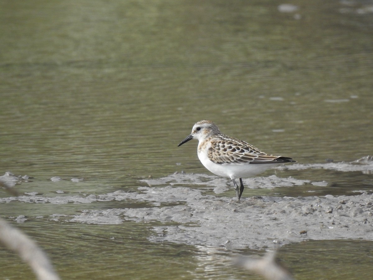 小濱鷸 - ML623581320