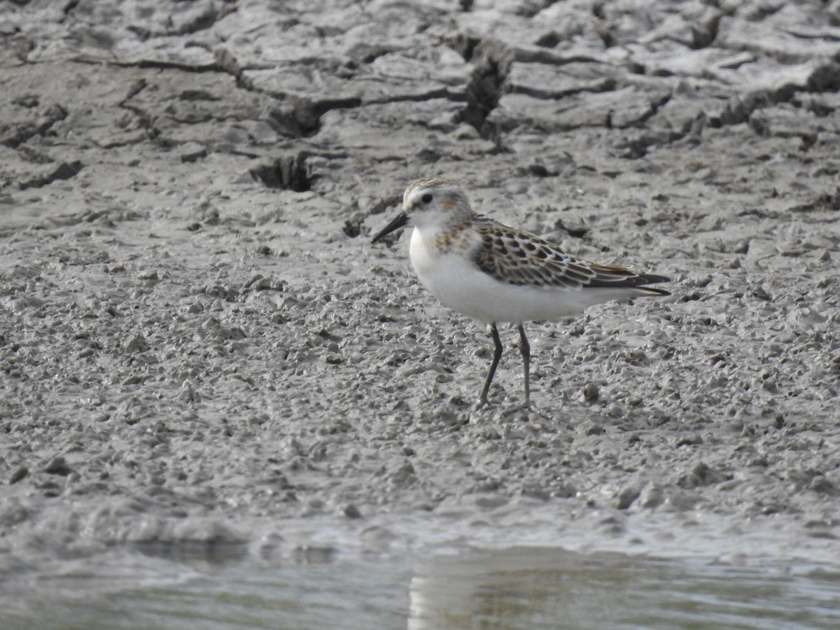 小濱鷸 - ML623581321