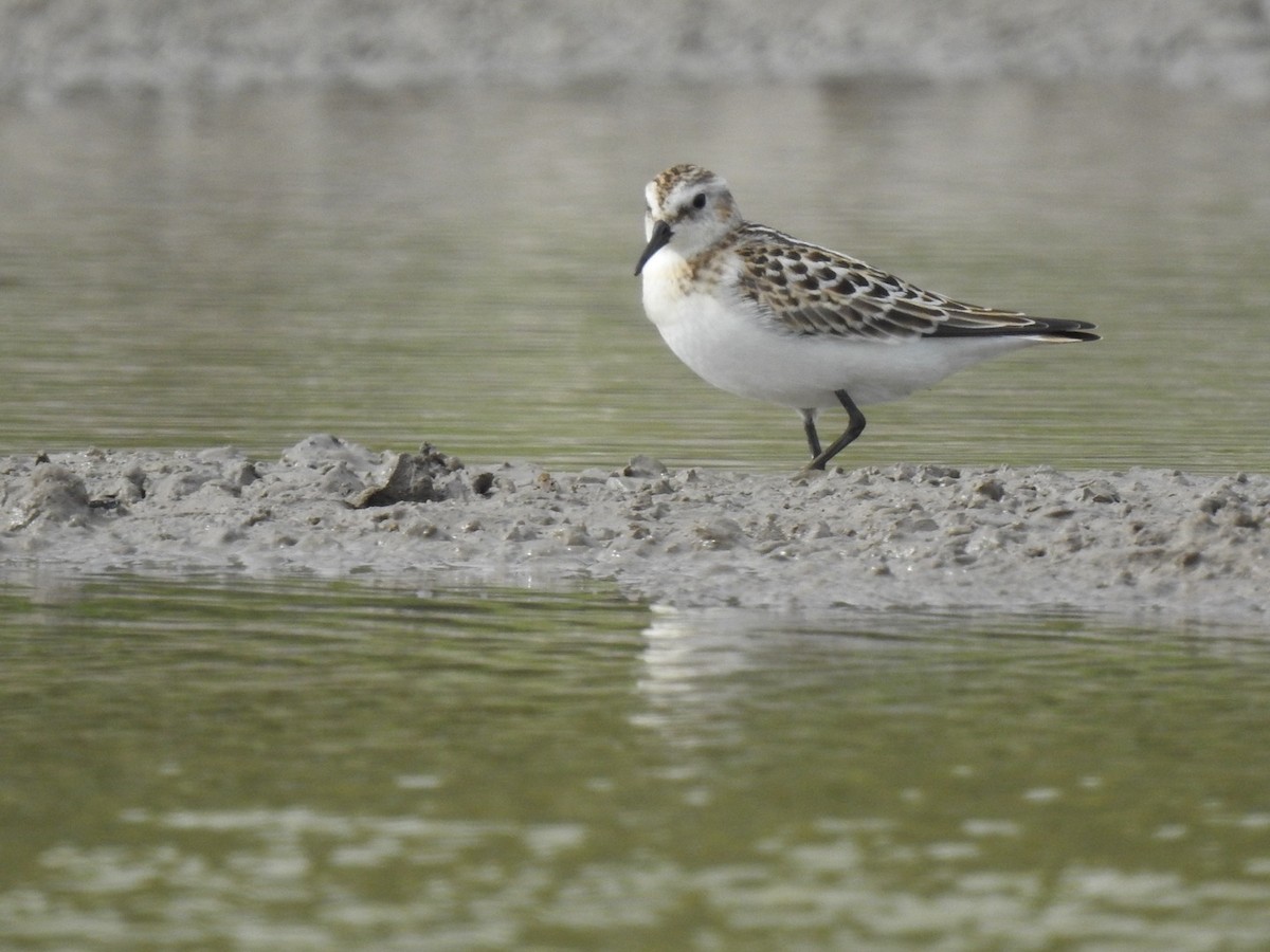 小濱鷸 - ML623581322