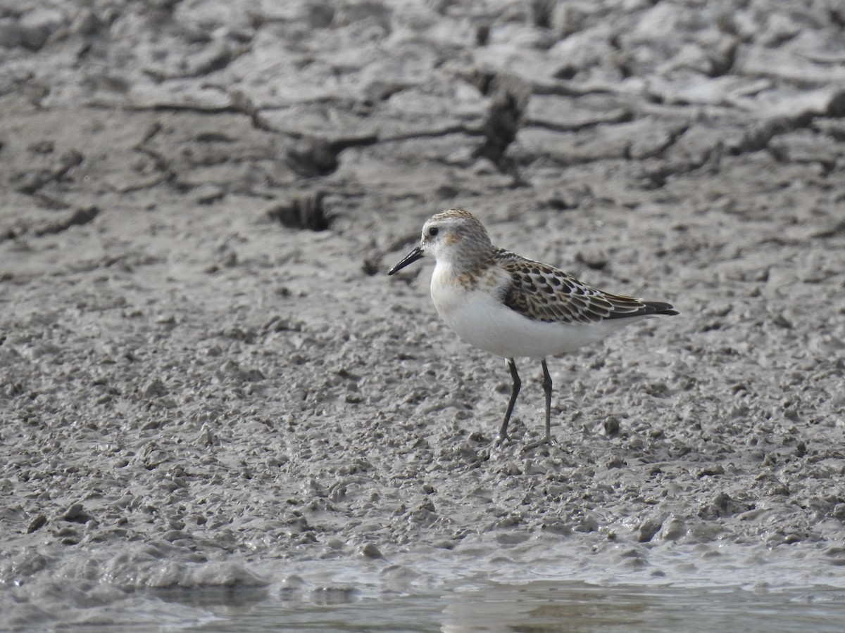 小濱鷸 - ML623581323